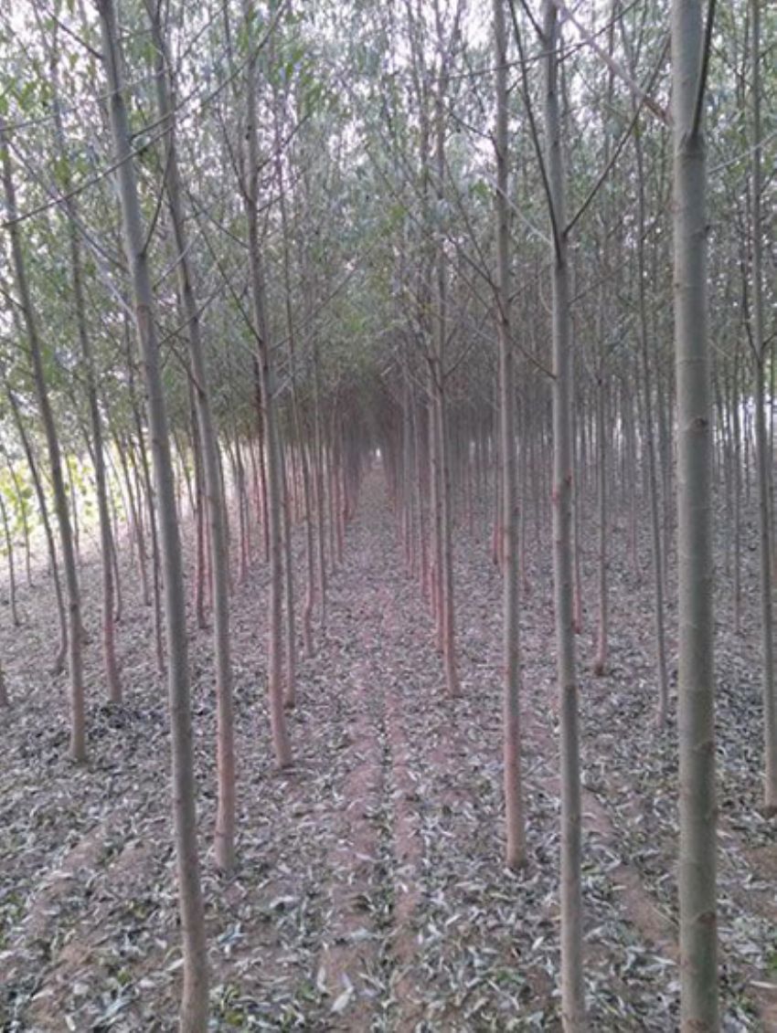 點擊查看詳細信息<br>標題：速生楊 閱讀次數：3404